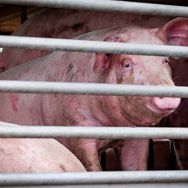 A group of pigs behind a metal fence in a factory farm