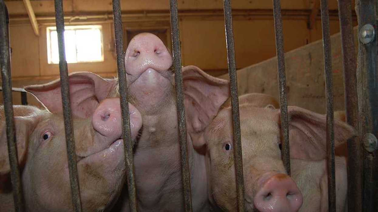 A group of three pigs behind bars at a hog farm