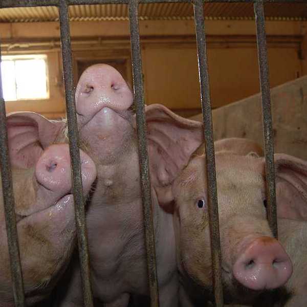 A group of three pigs behind bars at a hog farm