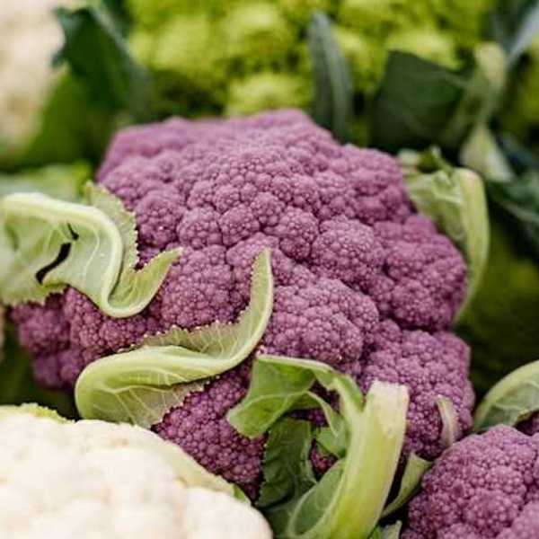 A group of white and purple cauliflower