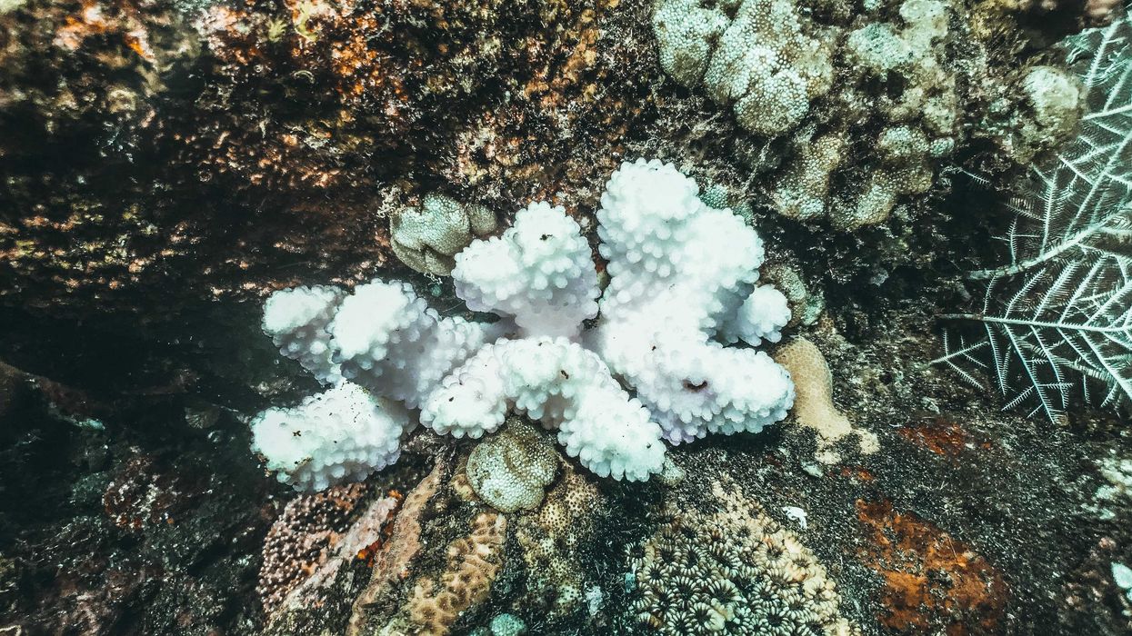 a group of white corals on a coral reef