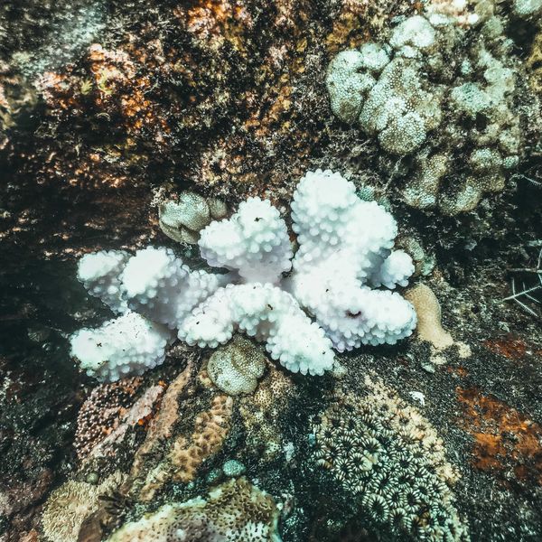 a group of white corals on a coral reef