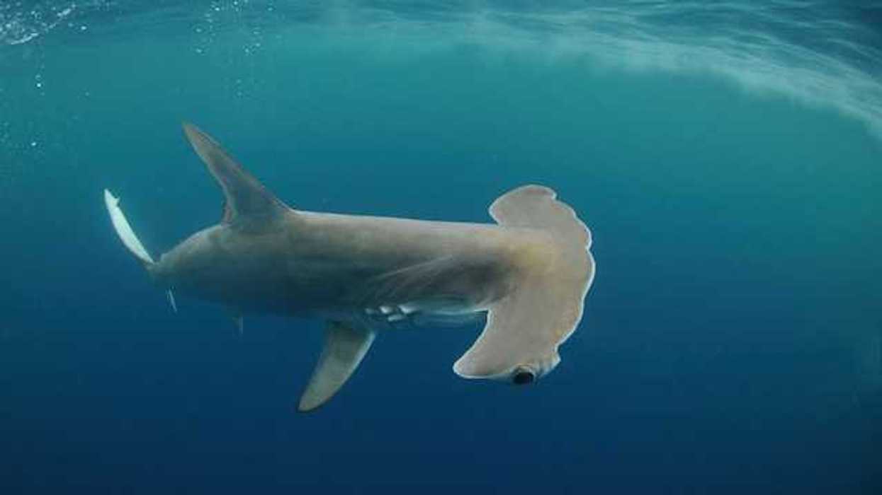 A hammerhead shark swimming in the ocean with small bubbles behind it