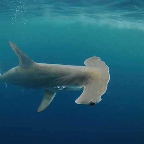 A hammerhead shark swimming in the ocean with small bubbles behind it