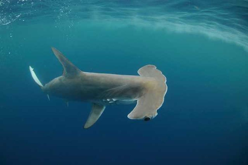 Rare hammerhead discovery suggests climate change could be reshaping shark habitats