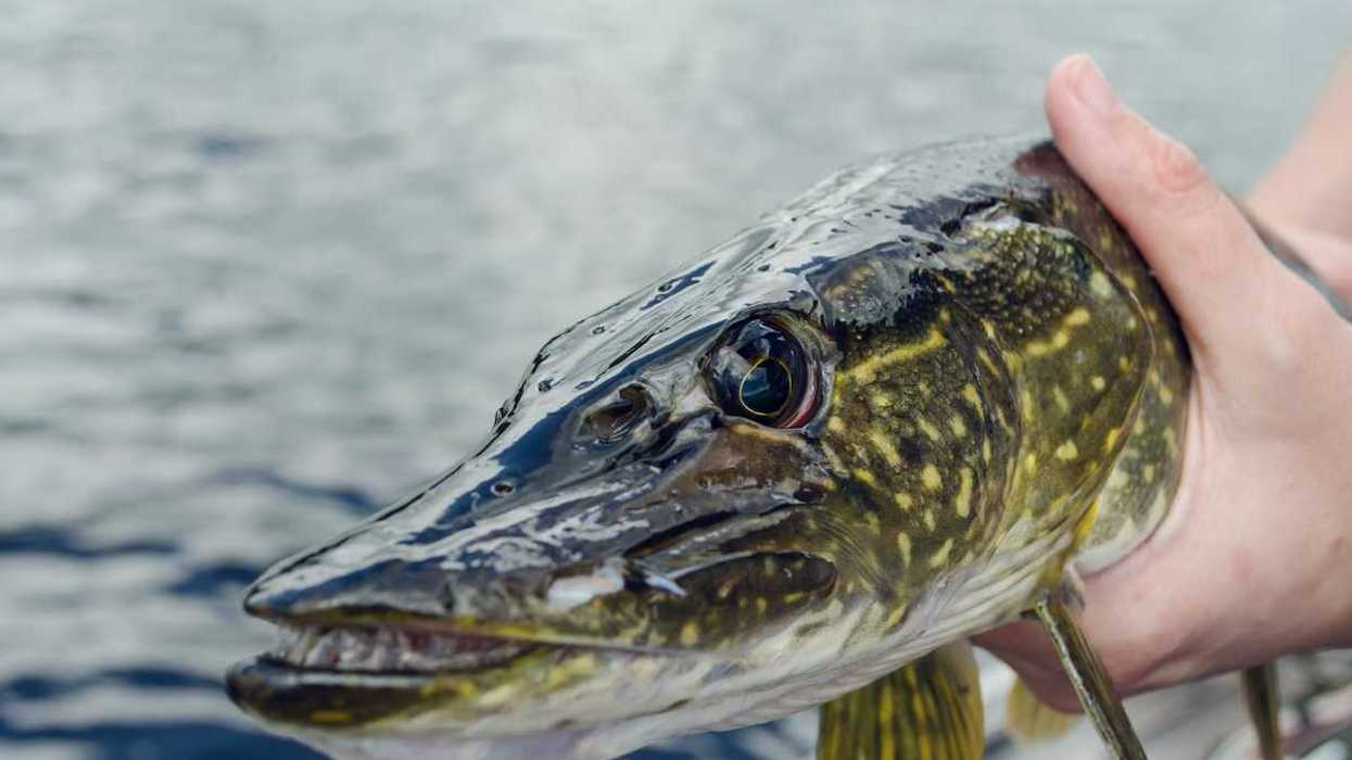 A hand displaying a northern pike showing head from gills forward with a focus on the formidable teeth