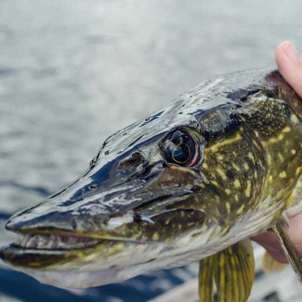 A hand displaying a northern pike showing head from gills forward with a focus on the formidable teeth