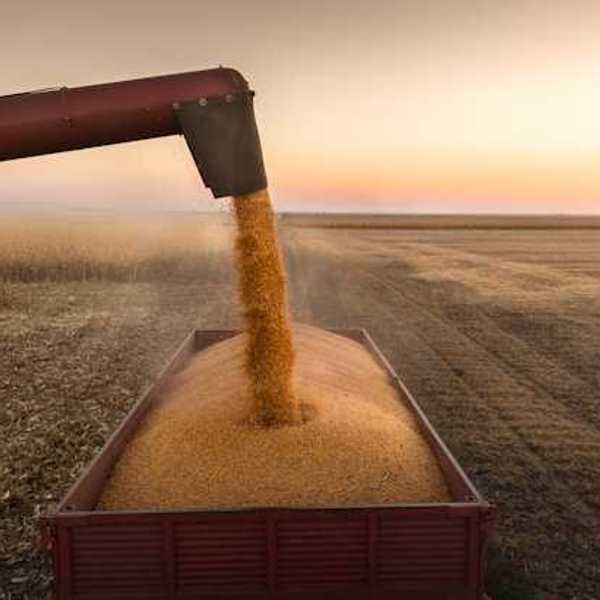 A harvester dumping grain into a farm container in a field