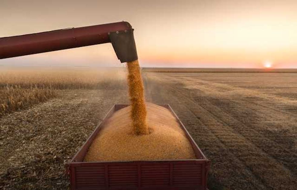 Roundup’s surprising connection to industrial meat