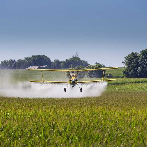 A "head-on" yellow crop dusting plane spraying an agricultural field