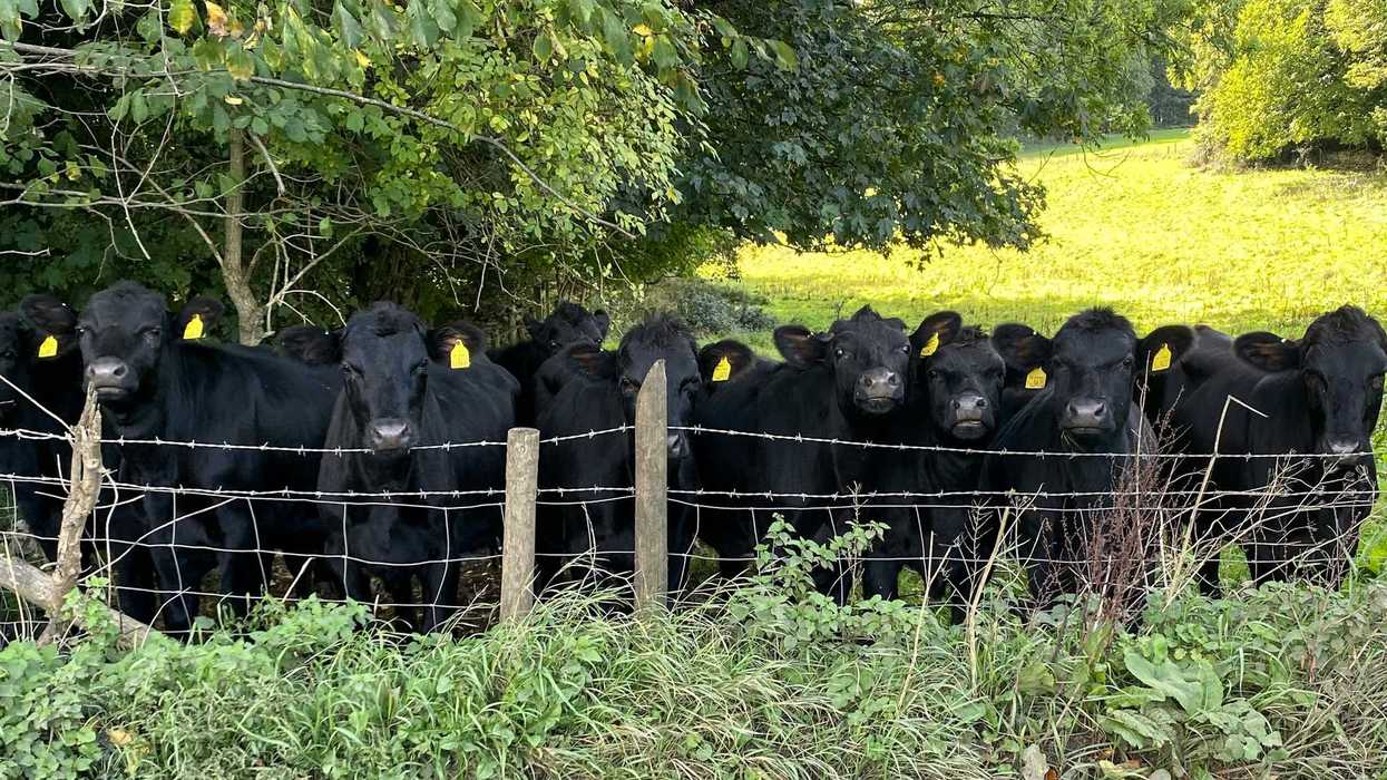 A herd of black cows behind a fence