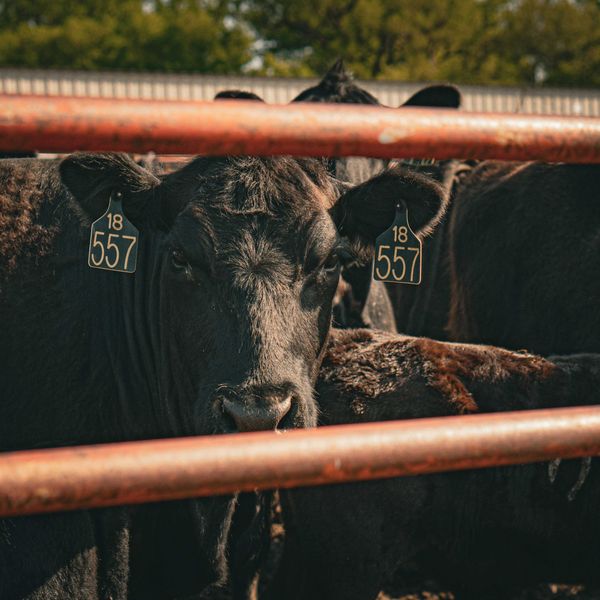 a herd of cattle standing next to each other