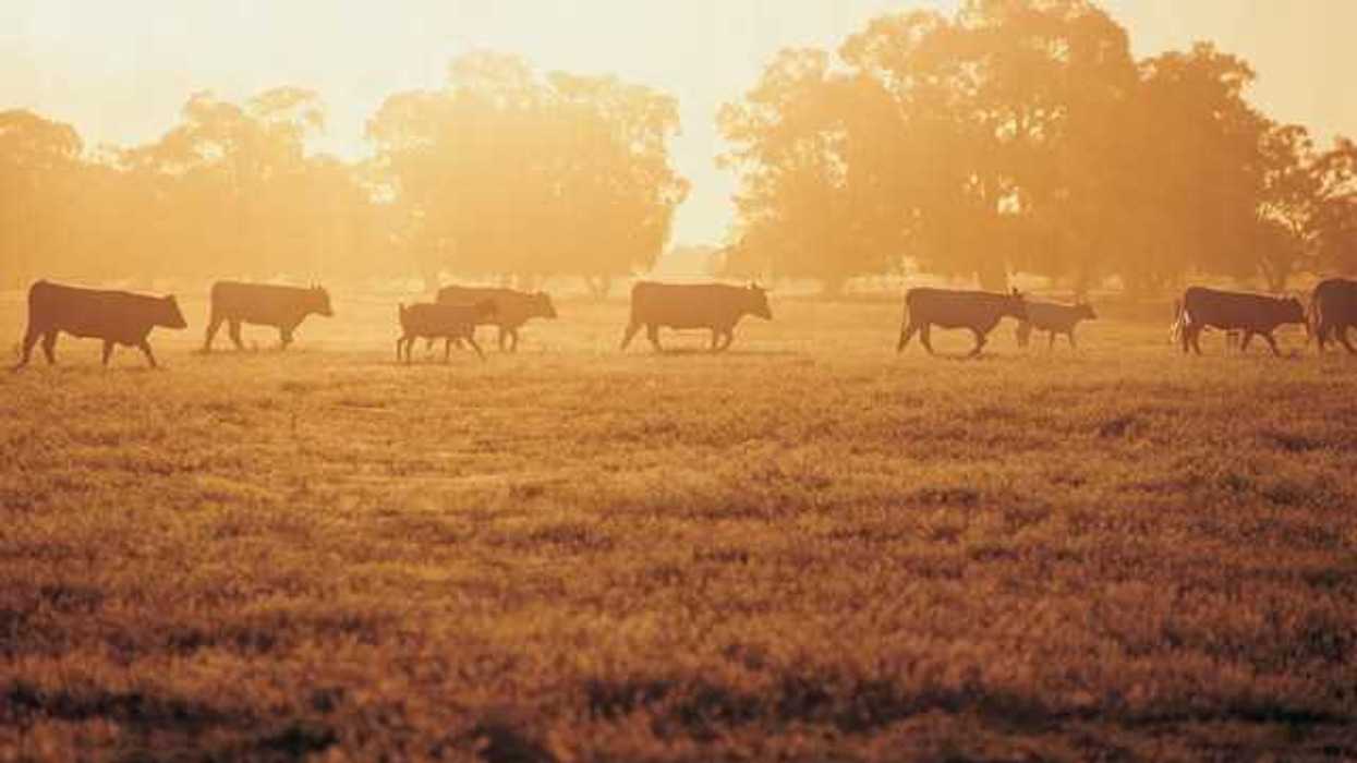 A herd of cattle walking across a field during sunrise