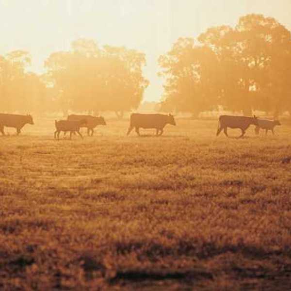 A herd of cattle walking across a field during sunrise