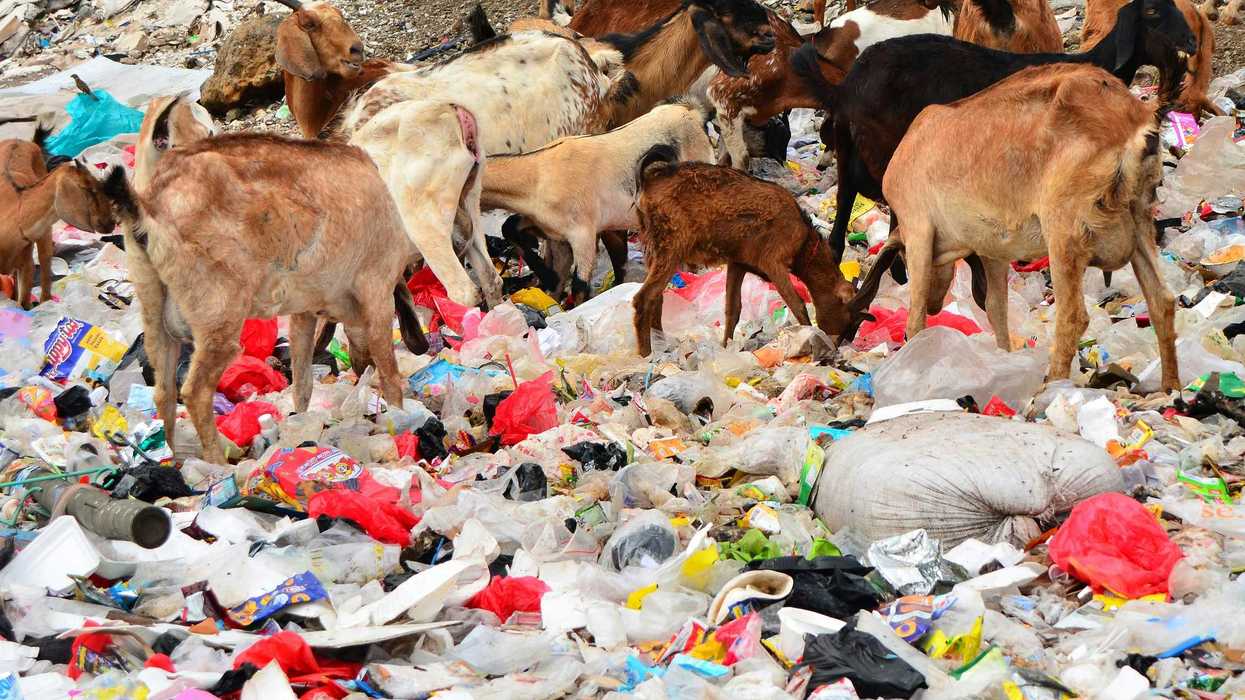 A herd of goats grazing on top of a pile of plastic garbage.