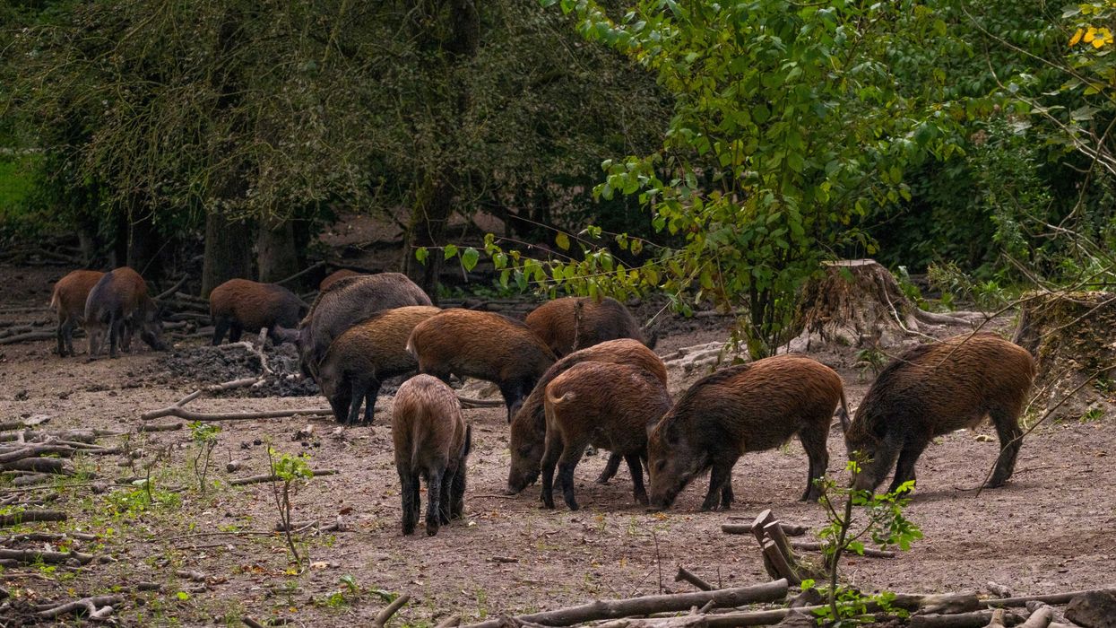 A herd of wild pigs grazing in a clearing of trees.