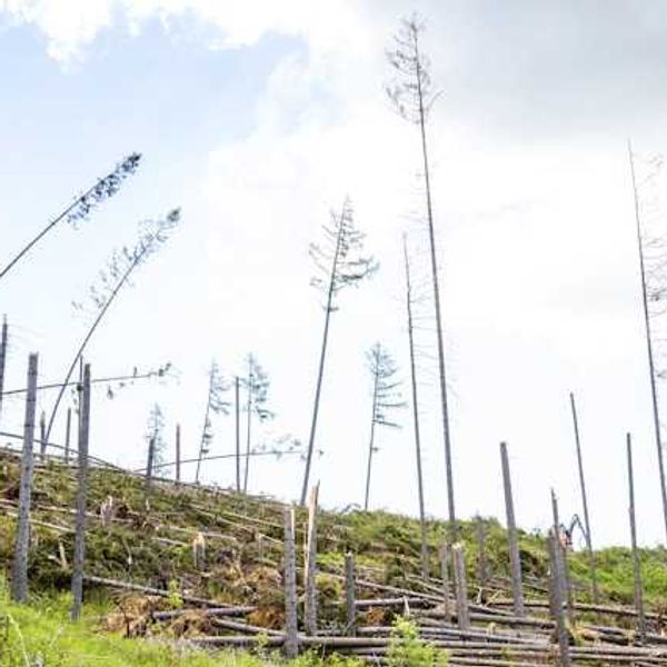 A hillside with all of the trees cut down