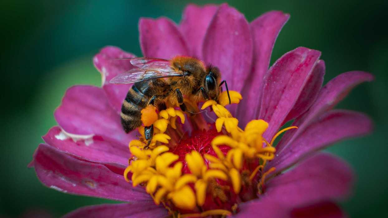 A honeybee on a violet flower