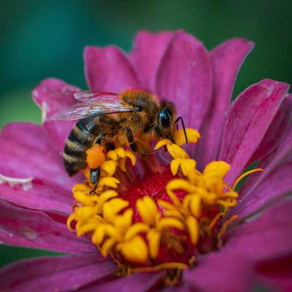 A honeybee on a violet flower