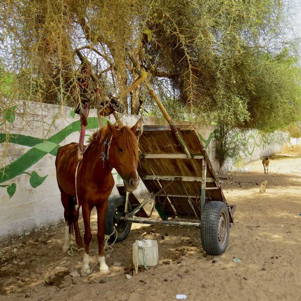 a horse pulling a cart.