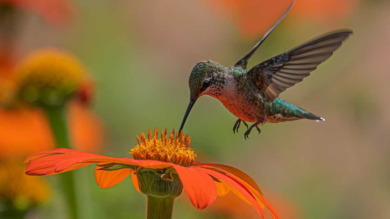 a hummingbird hovering over an orange flower.