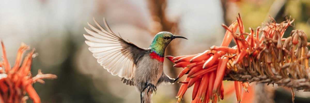 A hummingbird lands on a flower