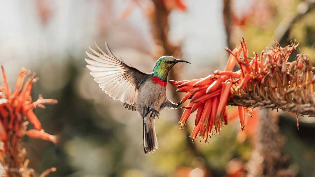 A hummingbird lands on a flower