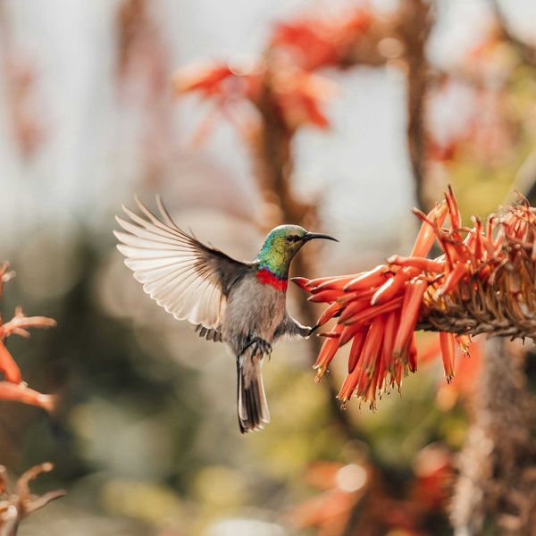 Toxic chemicals and climate change work together to harm fertility across species