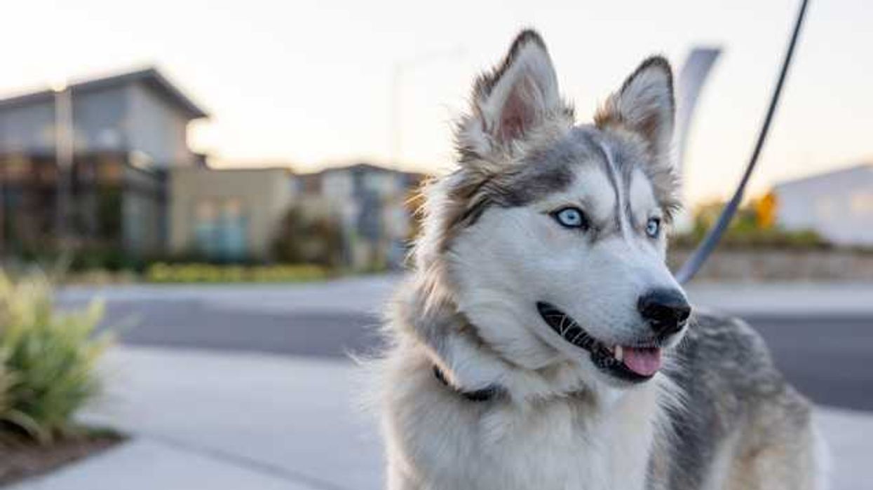 A husky dog with blue eyes on leash looking away from the camera