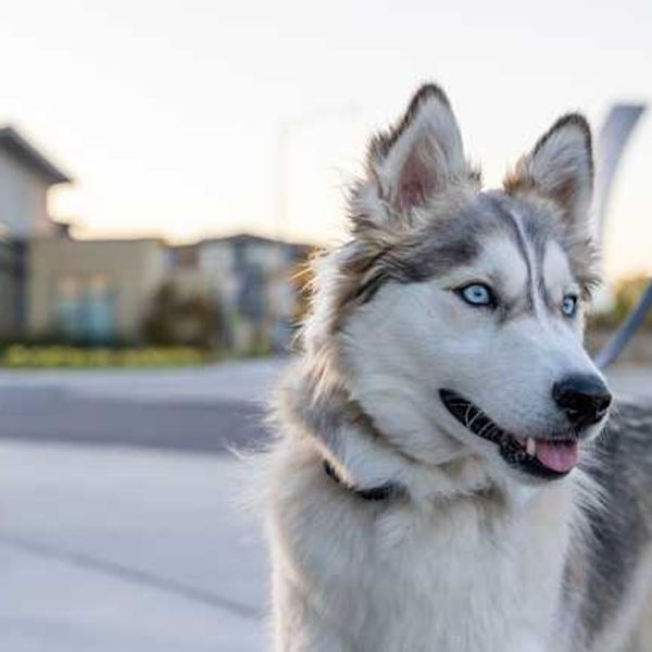 A husky dog with blue eyes on leash looking away from the camera