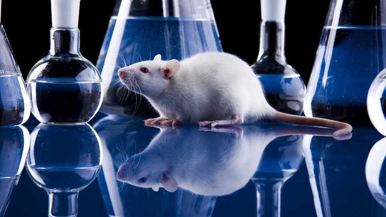 A lab rat on a shiny surface surrounded by beakers of liquid