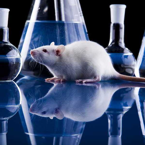 A lab rat on a shiny surface surrounded by beakers of liquid