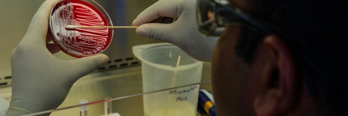 A lab tech swaps at a bacteria culture