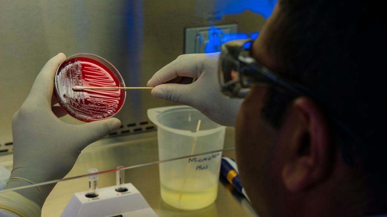 A lab tech swaps at a bacteria culture