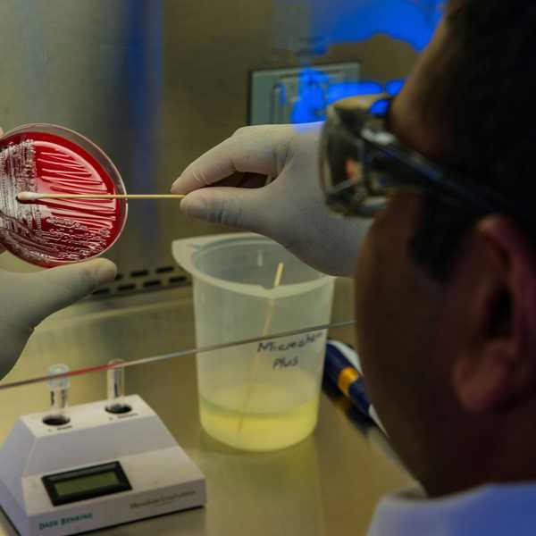A lab tech swaps at a bacteria culture
