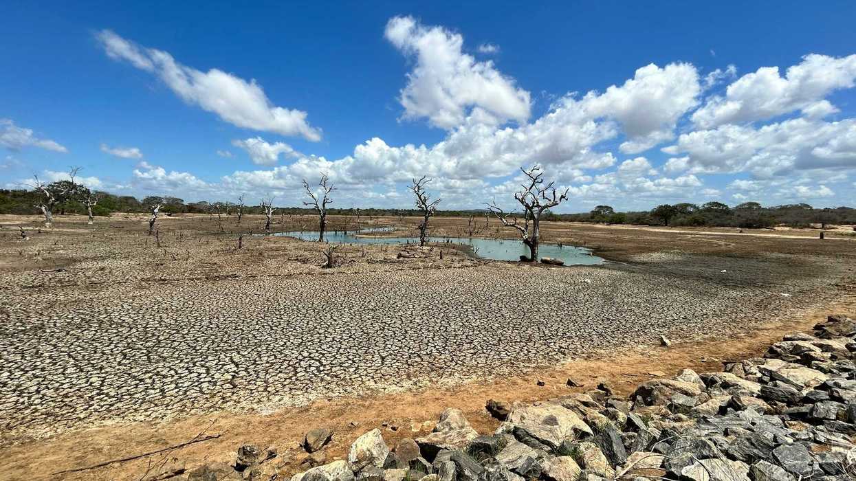 A lake drying up exposing cracked earth and dead trees.