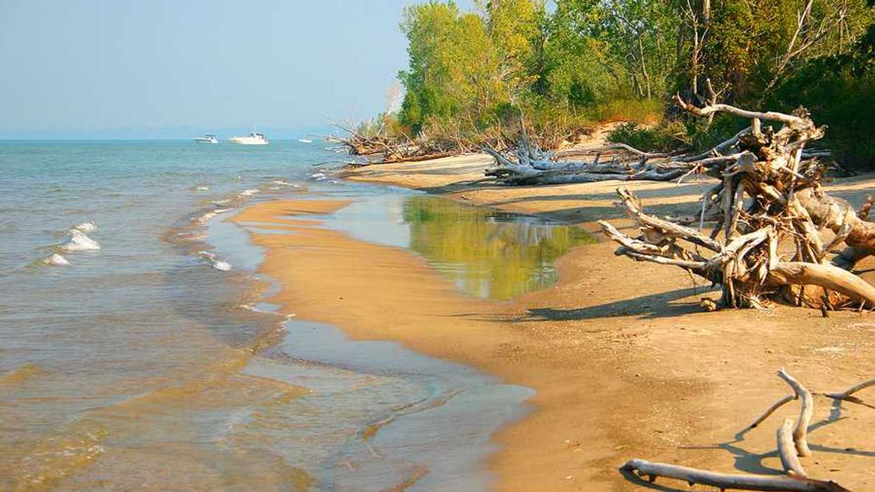 A lakeside beach with trees at the shoreline