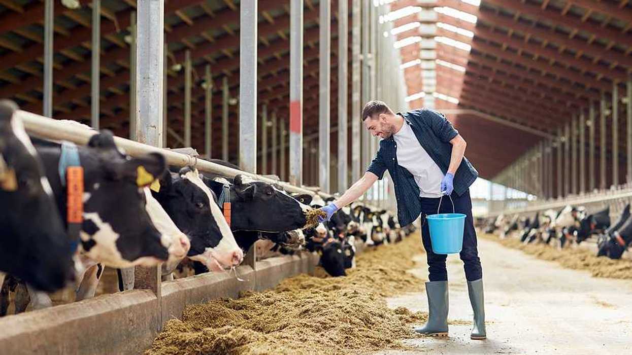 A large barn filled with cows eating hay