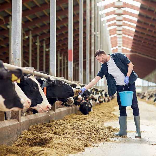 A large barn filled with cows eating hay