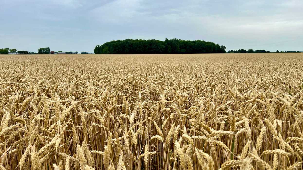 A large field of wheat with trees in the background.