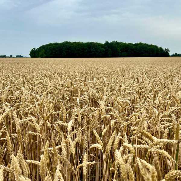 A large field of wheat with trees in the background.