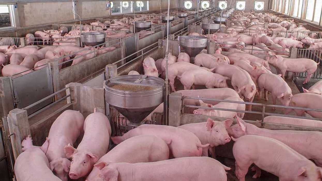A large number of pink pigs housed in a barn