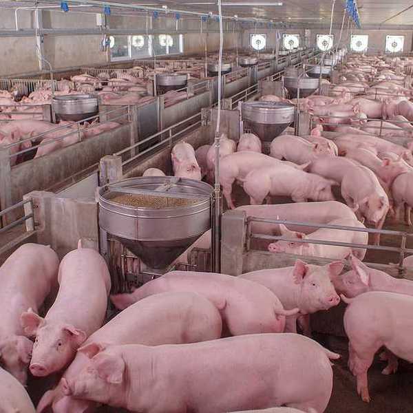 A large number of pink pigs housed in a barn
