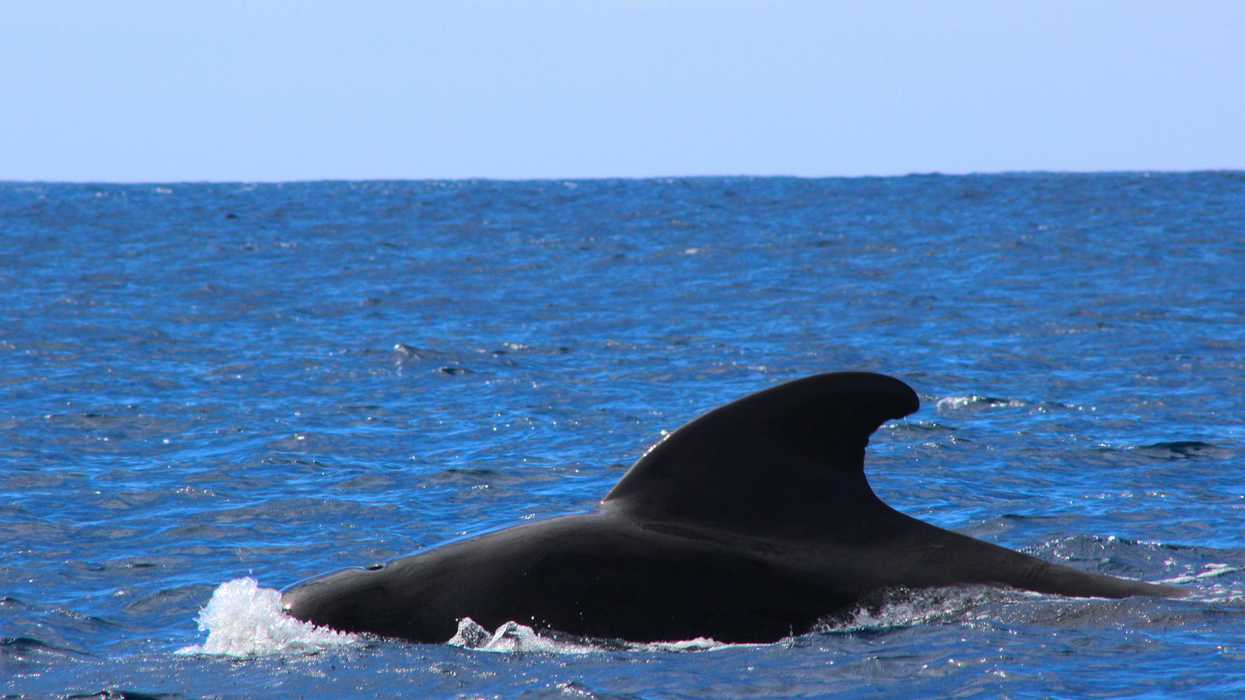 a large whale is swimming in the ocean
