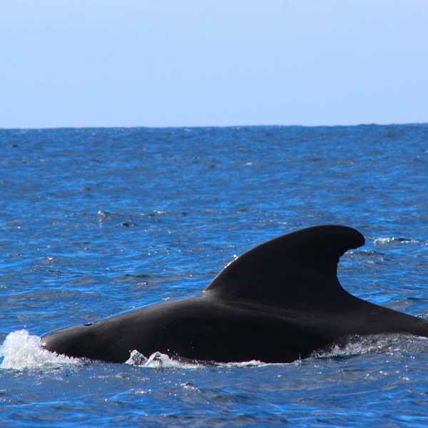 a large whale is swimming in the ocean