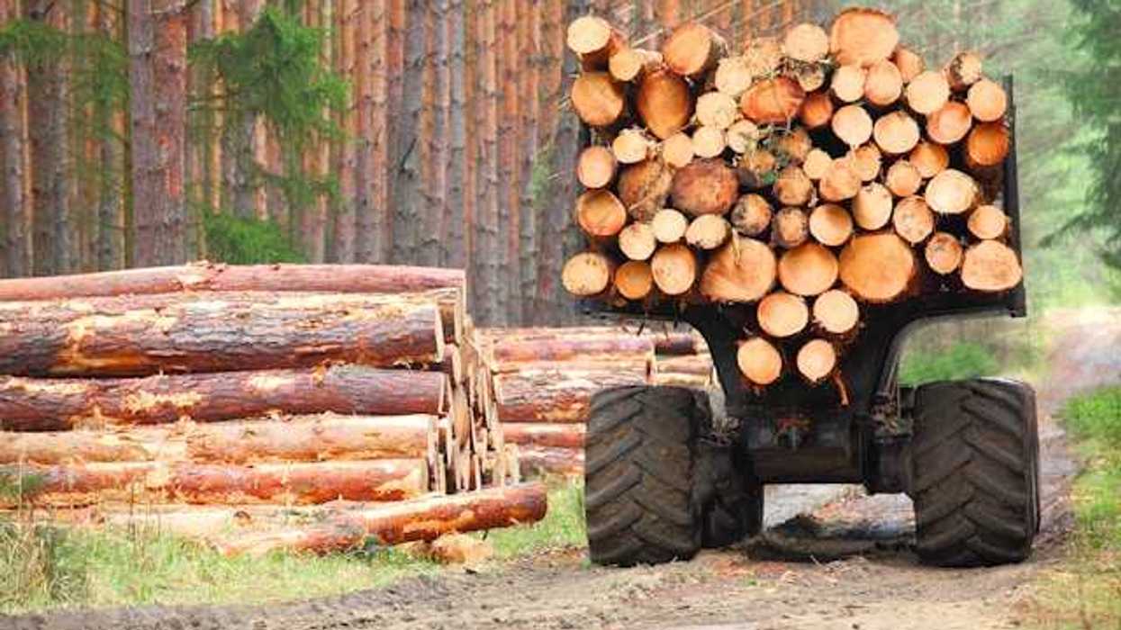 A logging truck on a dirt road next to a forest