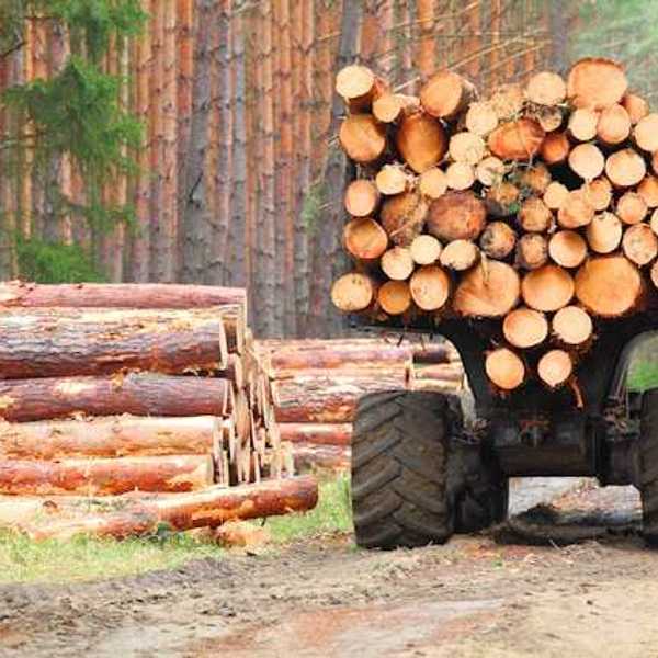 A logging truck on a dirt road next to a forest
