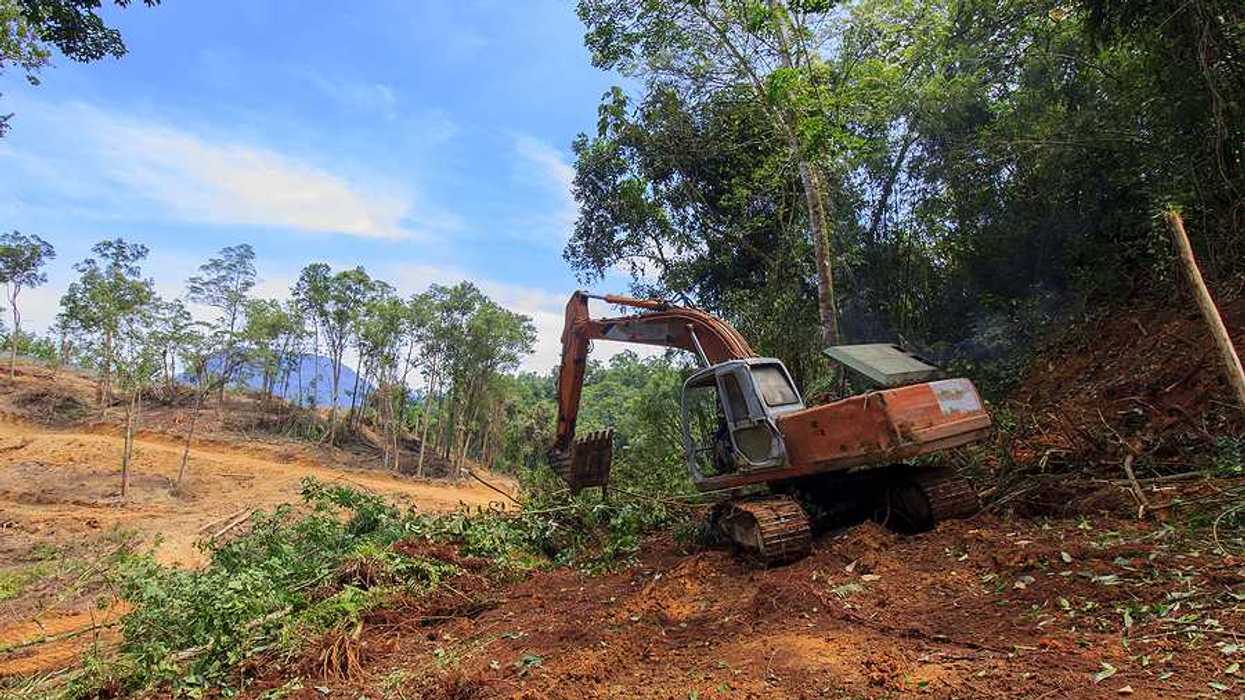 A machine moving dirt and tearing down trees in a forest