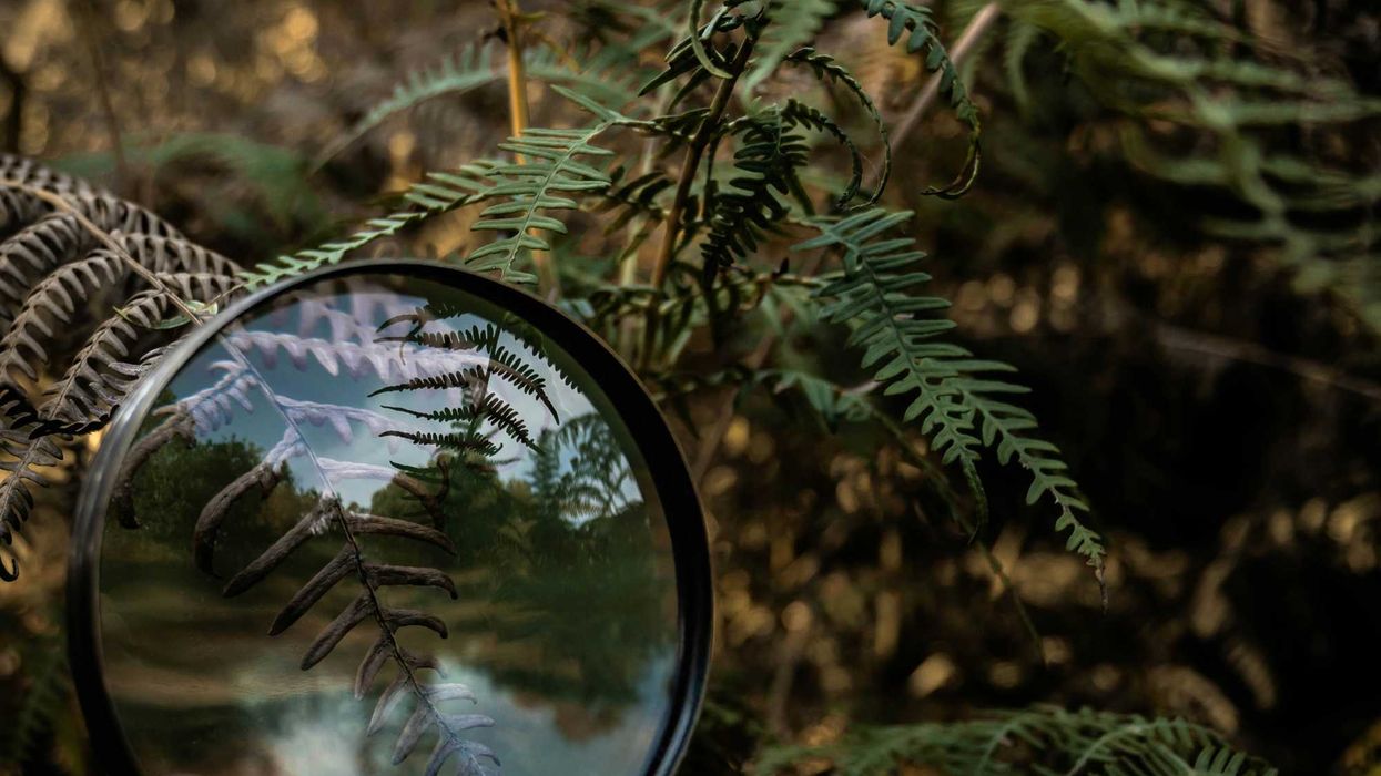 a magnifying glass on a tree branch.