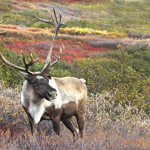 A male caribou standing in brush